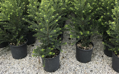 ILEX CRENATA